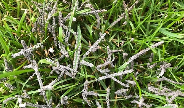 Voetrot in het gazon herkennen en bestrijden